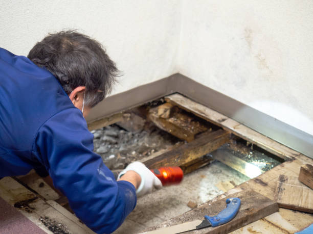 Best Mold Remediation  in Topanga, CA