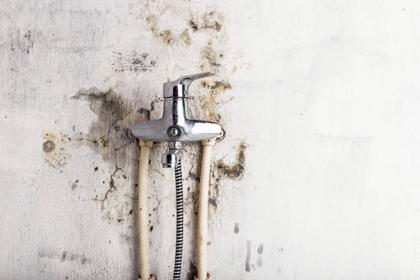 Best Commercial Mold Removal  in Topanga, CA