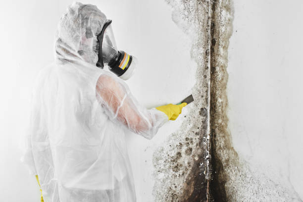 Best Professional Mold Removal  in Topanga, CA
