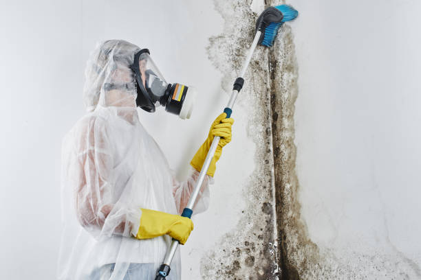 Mold Removal and Inspection in Topanga, CA