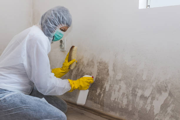 Best Crawl Space Mold Removal  in Topanga, CA