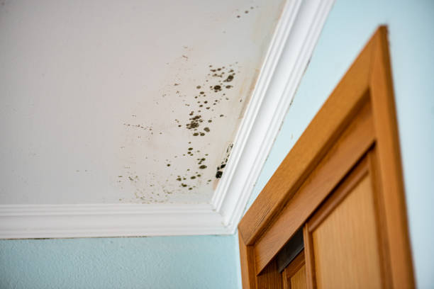 Best Mold Cleaning Services  in Topanga, CA