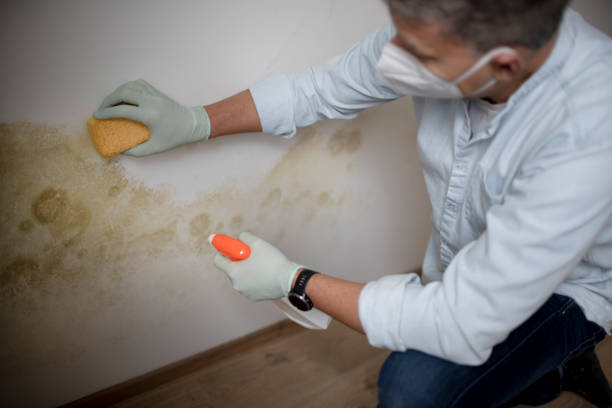 Best Same-Day Mold Removal  in Topanga, CA
