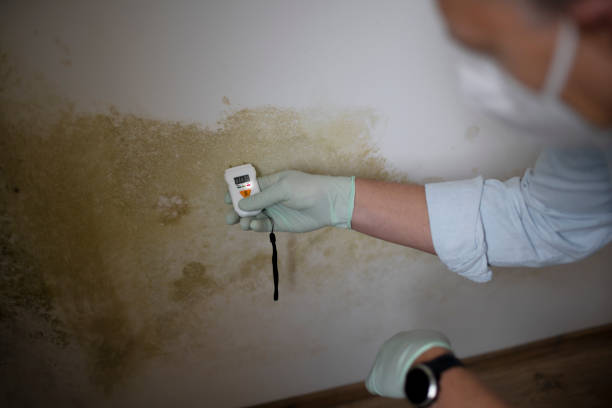 Best Home Mold Removal  in Topanga, CA