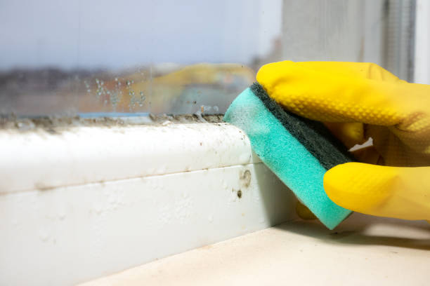 Best Local Mold Removal Service  in Topanga, CA