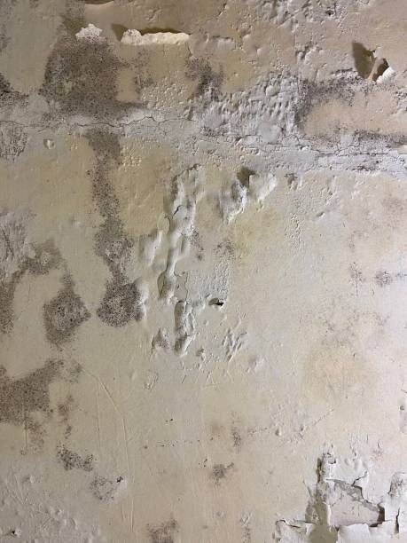Best Mold Remediation Experts  in Topanga, CA