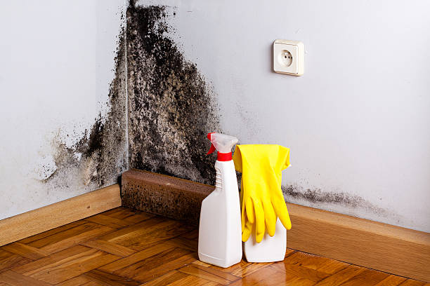Best Black Mold Removal  in Topanga, CA