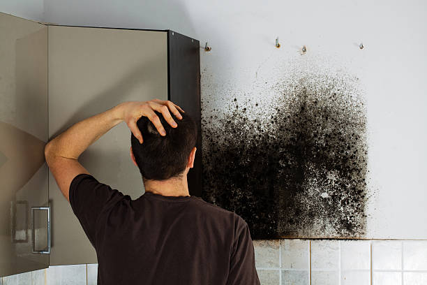 Best Local Mold Removal Service  in Topanga, CA