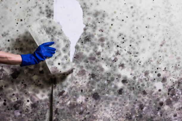 Best Mold Removal and Inspection  in Topanga, CA